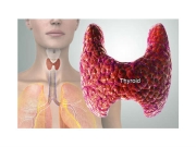 Thyroid