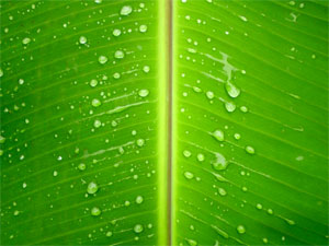 07 11 Plantain Leaf Skin Care 07 11 Plantain Leaf Skin Care