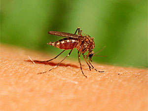 08 28 Natural Mosquito Repellents 08 28 Natural Mosquito Repellents