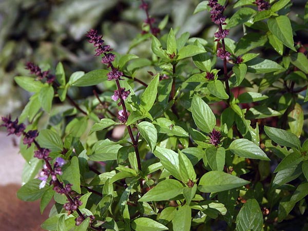 tips grow basil 