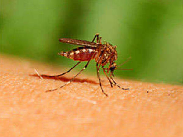 how to get rid of mosquito bites naturally  