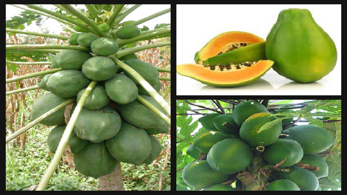 പച്ചപ്പപ്പായ കഴിക്കാറില്ലേ..? Green papayas benefits the health in