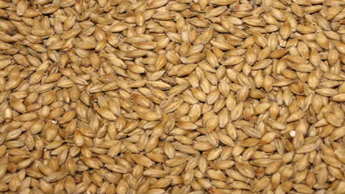 ബാര്‍ലി ശീലമാക്കിയാല്‍ രോഗമൊഴിയും Health Benefits Of Barley