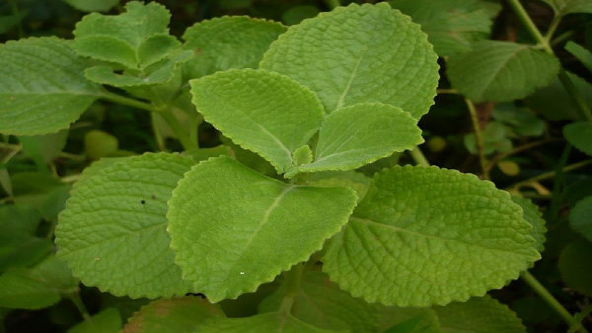 ആയുസ്സിന്റെ ഒരു തുള്ളി പനിക്കൂര്‍ക്കയിലുണ്ട് health benefits of