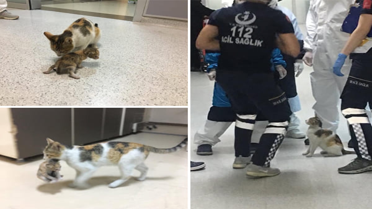 രോഗം ബാധിച്ച കുഞ്ഞുമായി അമ്മപ്പൂച്ച ആശുപത്രിയില്‍ Stray Cat Brings