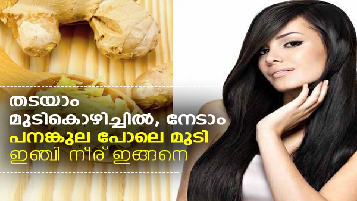 ginger for hair growth തടയാം മുടികൊഴിച്ചില്‍, നേടാം പനങ്കുല പോലെ മുടി