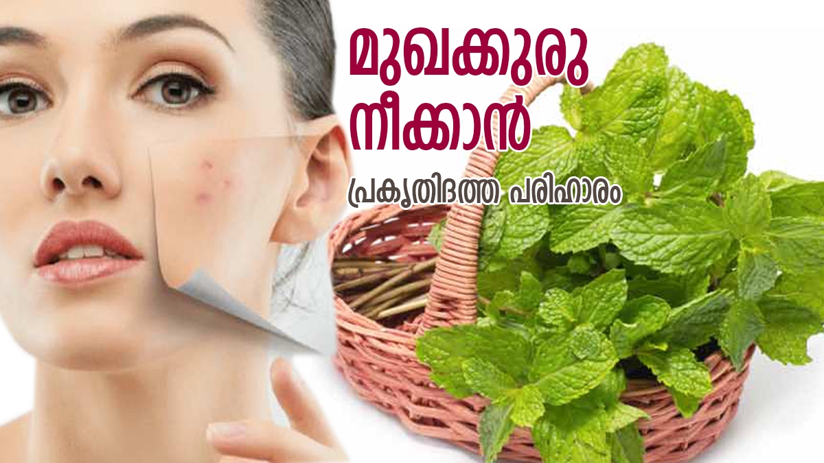 മുഖത്തെ കുരു ഇനി നിങ്ങളെ അലട്ടില്ല; പരിഹാരം ഈ ഇല How To Use Mint