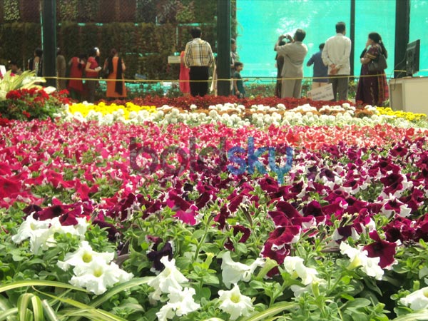 പല തരത്തിലുള്ള പൂക്കള്‍