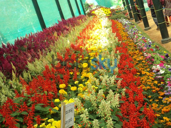 പുഷ്പസൗന്ദര്യം