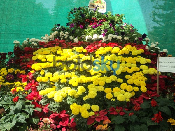 ചെണ്ടുമല്ലി