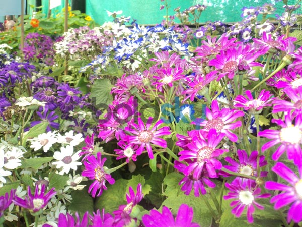 വ്യത്യസ്തം, വര്‍ണങ്ങള്‍