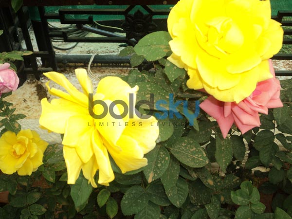 റോസാപ്പൂക്കള്‍ 