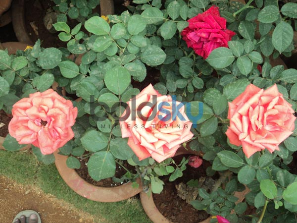 ഓറഞ്ച് റോസ്