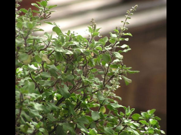 തുളസിയില