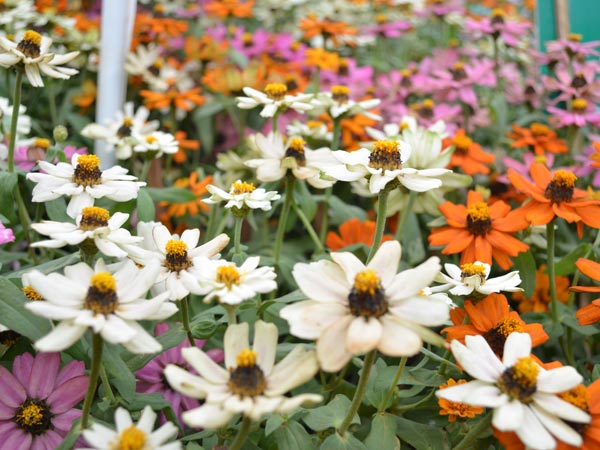 ലാല്‍ബാഗ് ഫഌര്‍ഷോ ചിത്രങ്ങള്‍