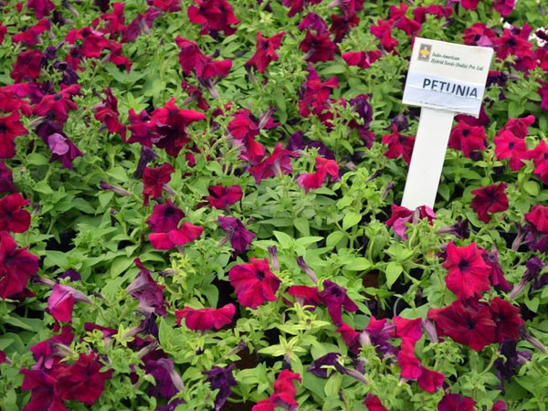 ലാല്‍ബാഗ് ഫഌര്‍ഷോ ചിത്രങ്ങള്‍