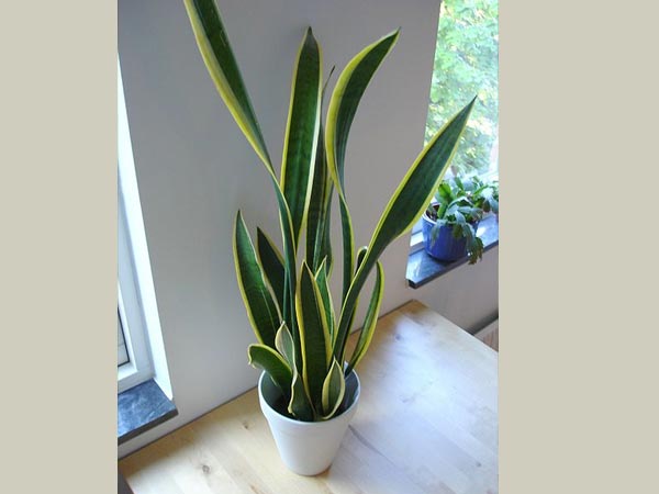 Snake Plant