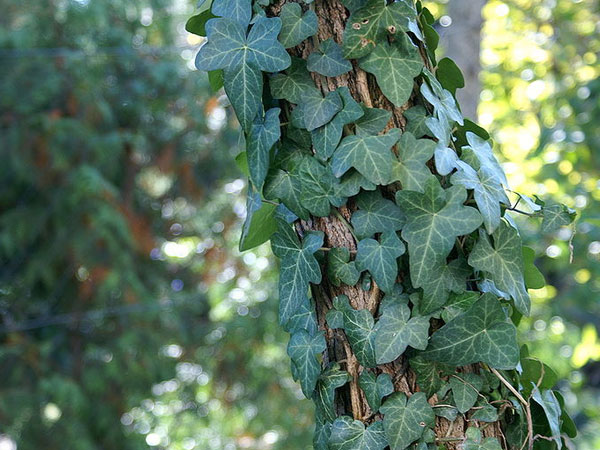 English Ivy