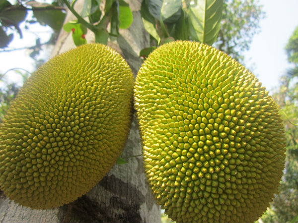 ചക്ക