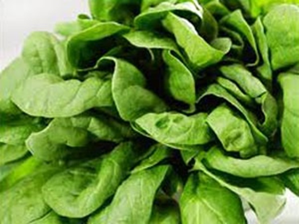 ചീരയുടെ പോഷക വിശേഷങ്ങള് | spinach is an excellent source of nutrition