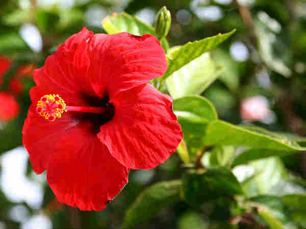 ചെമ്പരത്തി