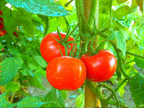2. ഭക്ഷണത്തില് ചേര്ക്കുന്നതെന്തെന്ന് അറിയാം