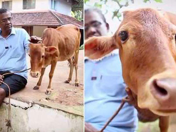 ചെറിയ പശു