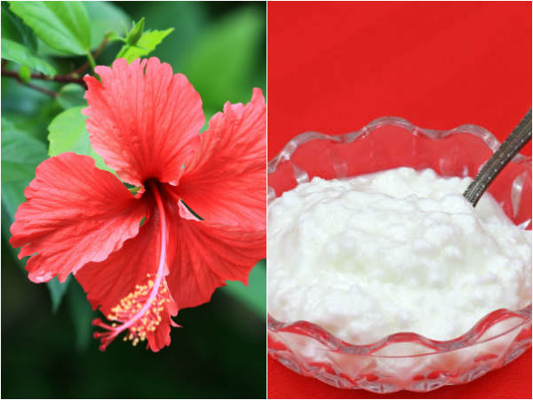ചെമ്പരത്തിയും തൈരും