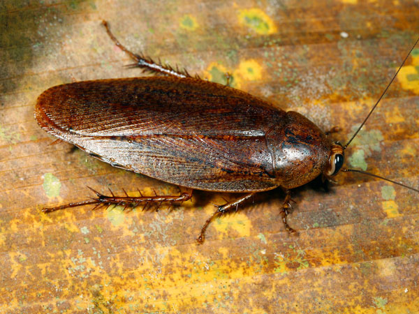പാറ്റയെ തുരത്താം