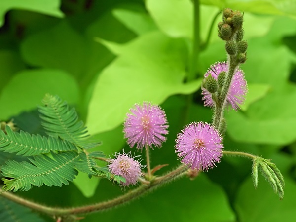 Health Benefits Of Sensitive Plant In Ayurveda