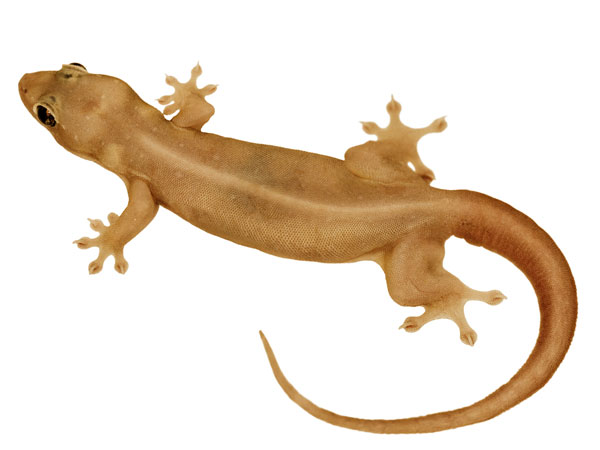 Lizards Falling On You Can Reveal The Future