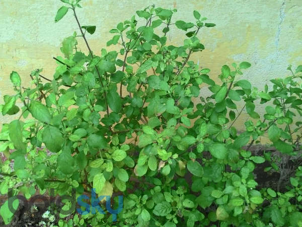 നിറം വര്ദ്ധിപ്പിക്കണോ?