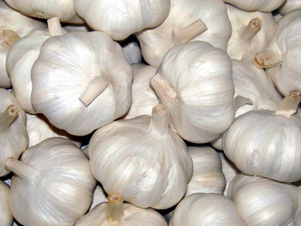 വിഷമുള്ള വെളുത്തുള്ളി തിരിച്ചറിയൂ,