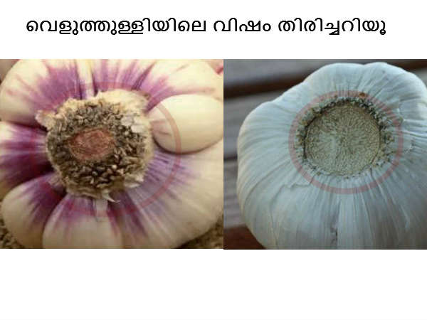 വിഷമുള്ള വെളുത്തുള്ളി തിരിച്ചറിയൂ,