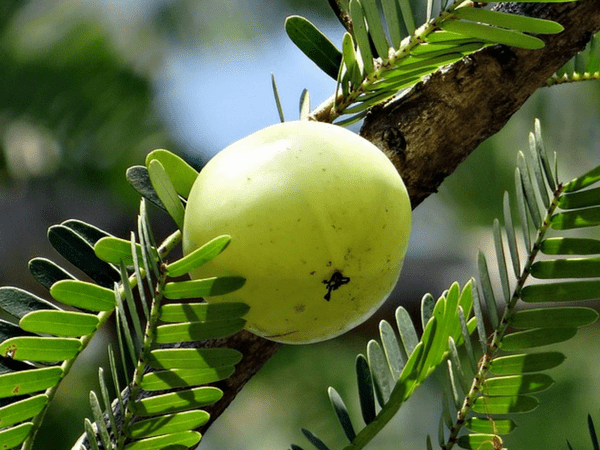 ബിപി