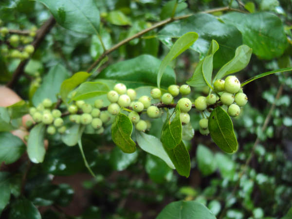 ത്രിഫല, ഗുഗ്ഗുലു