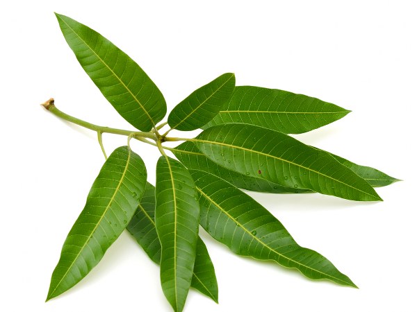മാവിന്റെ തളിരില