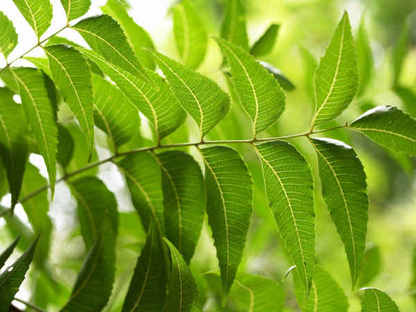 പ്രതിരോധ ശേഷി