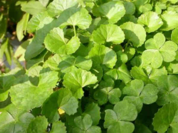 ബ്രഹ്മി