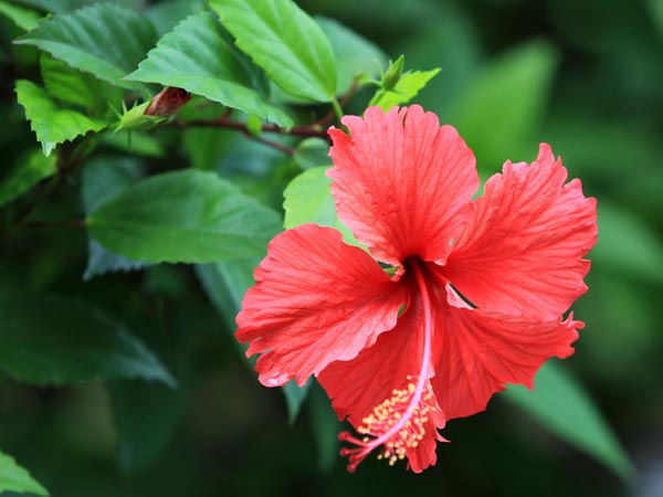 ചെമ്പരത്തി