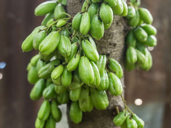 ഇലുമ്പൻ പുളിയും അമിത വണ്ണവും