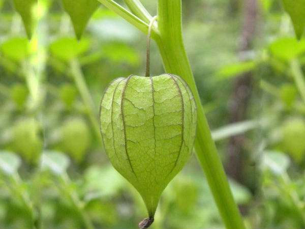 തടി കുറക്കാന്