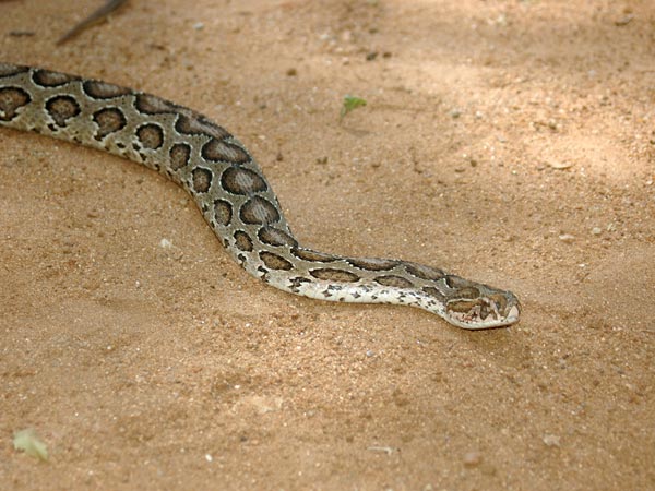 ഇഴജന്തുക്കളെ സൂക്ഷിക്കുക