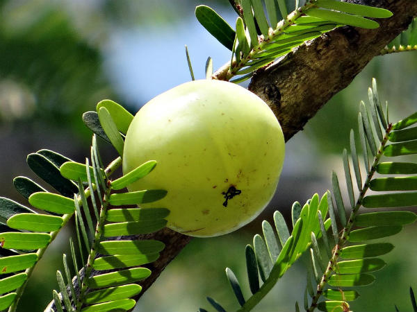ശരീരത്തിലെ ടോക്സിനുകള്