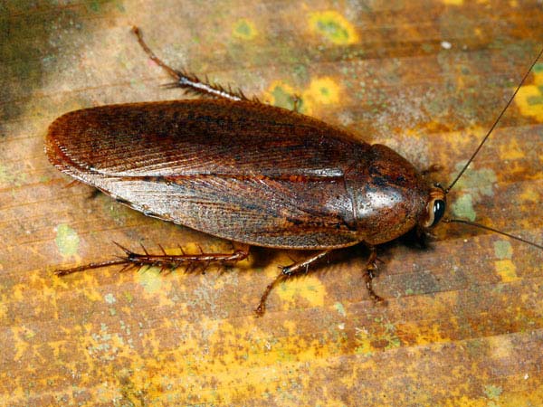 പാറ്റ ഗുളിക
