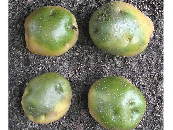 പച്ച നിറമുള്ളതും ഒഴിവാക്കുക