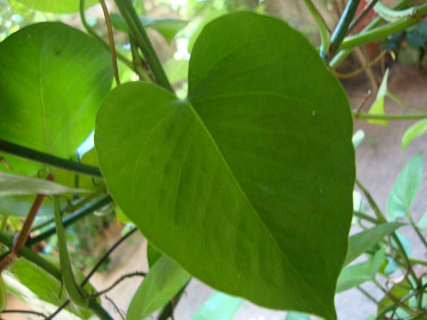 തറയില്