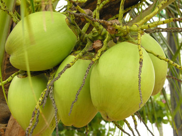 ഇളനീര്