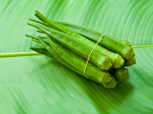 വെണ്ടയ്ക്ക