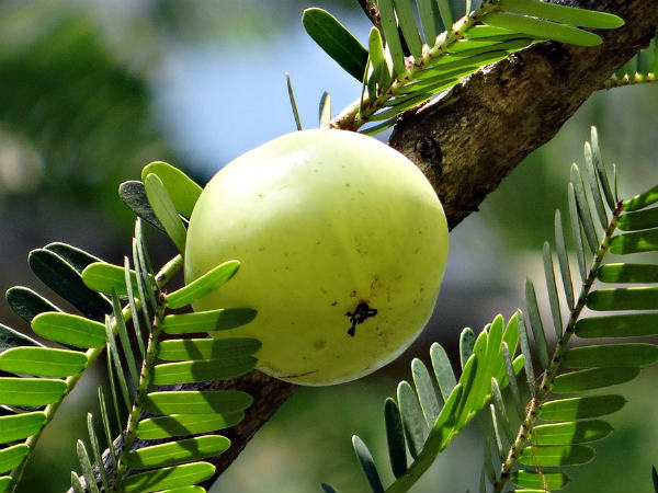 നെല്ലിക്കയ്ക്കൊപ്പം